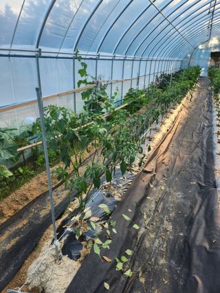 장지영님의 고추 · 병해충상담 작성글 사진