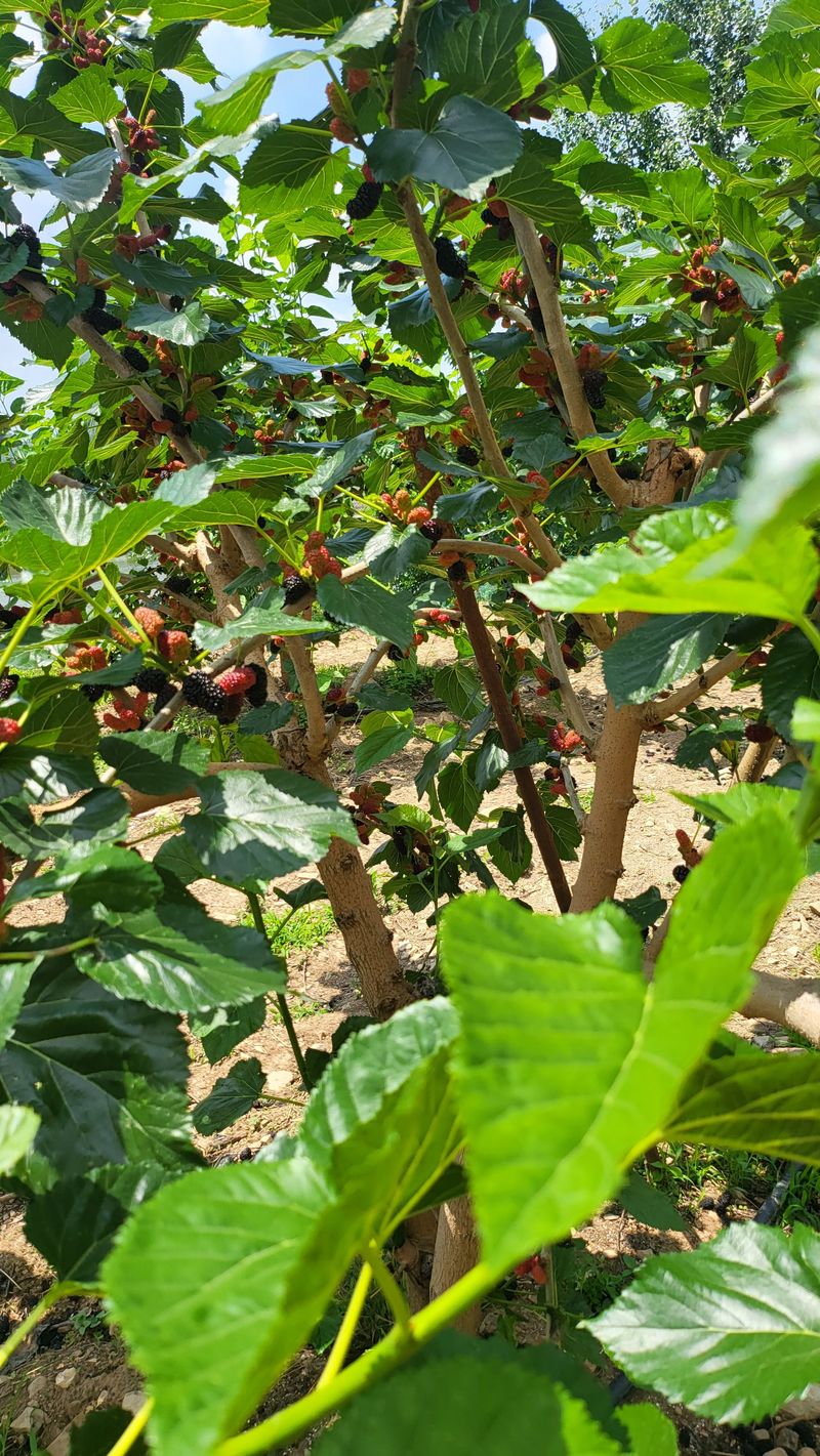 장터 상품 [오디즙50포] 썸네일