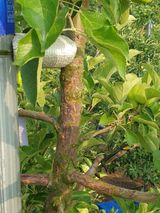 팜모닝 사과·병해충상담 게시글 이미지