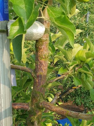 양준모님의 사과 · 병해충상담 작성글 사진