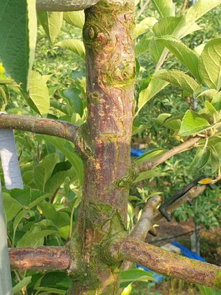 양준모님의 사과 · 병해충상담 작성글 사진