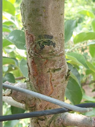 양준모님의 사과 · 병해충상담 작성글 사진