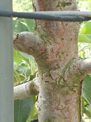 양준모님의 사과 · 병해충상담 작성글 사진