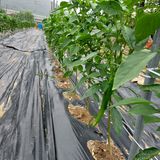 팜모닝 감·자유게시판 게시글 이미지