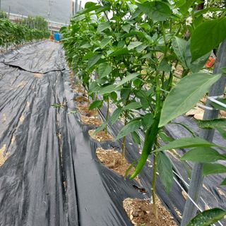 박수연님의 감 · 자유게시판 작성글 사진