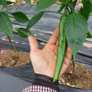 박수연님의 감 · 자유게시판 작성글 사진