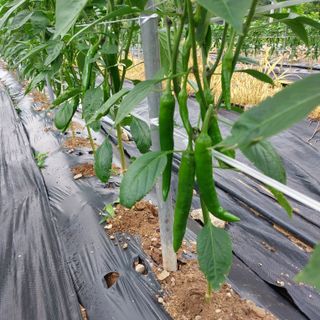 박수연님의 감 · 자유게시판 작성글 사진