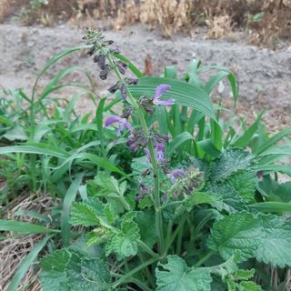 박수연님의 감 · 자유게시판 작성글 사진