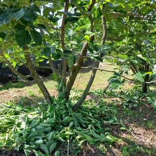 박수연님의 감 · 자유게시판 작성글 사진