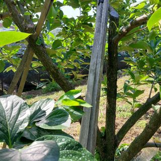 박수연님의 감 · 자유게시판 작성글 사진