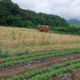 박수연님의 감 · 자유게시판 작성글 사진
