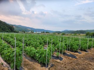 HYUN님의 참깨 · 병해충상담 작성글 사진
