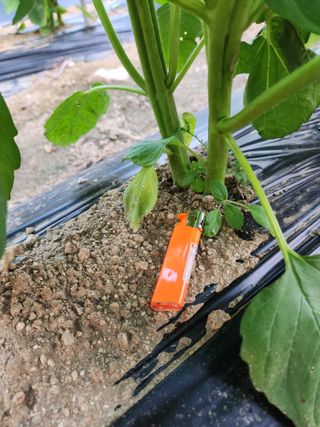 HYUN님의 참깨 · 병해충상담 작성글 사진