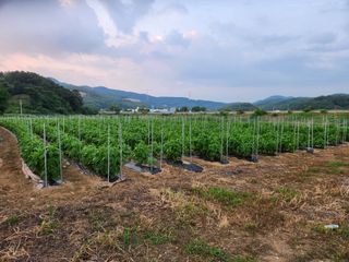 HYUN님의 참깨 · 병해충상담 작성글 사진