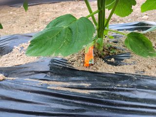 HYUN님의 참깨 · 병해충상담 작성글 사진