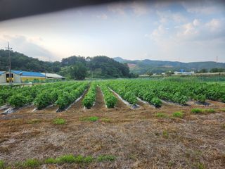 HYUN님의 참깨 · 병해충상담 작성글 사진