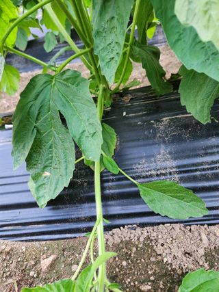 HYUN님의 참깨 · 병해충상담 작성글 사진