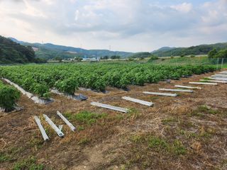 HYUN님의 참깨 · 병해충상담 작성글 사진