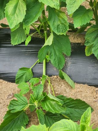 HYUN님의 참깨 · 병해충상담 작성글 사진