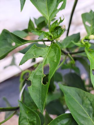 이영철님의 고추 · 병해충상담 작성글 사진