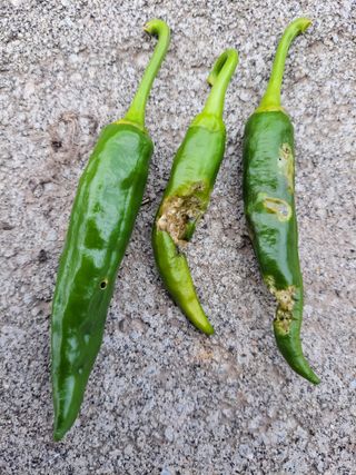 이영철님의 고추 · 병해충상담 작성글 사진