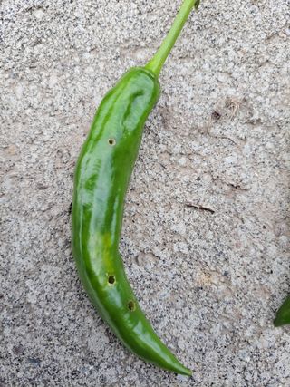 이영철님의 고추 · 병해충상담 작성글 사진