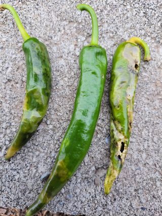 이영철님의 고추 · 병해충상담 작성글 사진