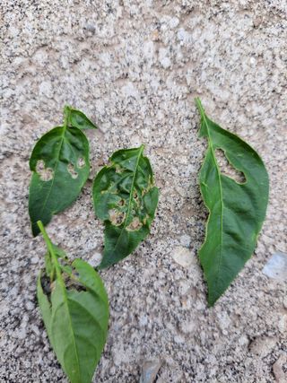 이영철님의 고추 · 병해충상담 작성글 사진