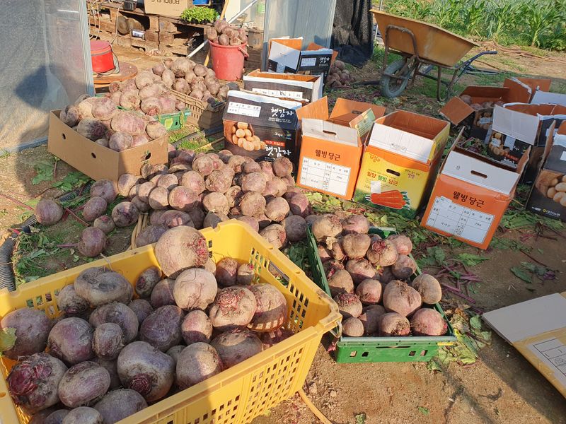 장터 상품 [비트 20kg] 썸네일