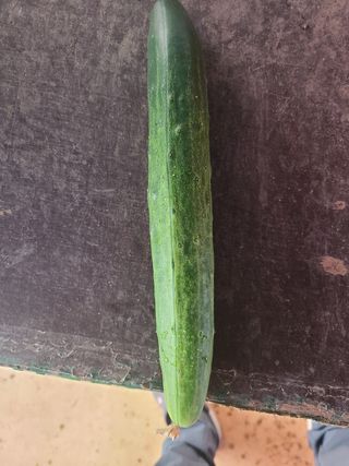 미소배달님의 오이 · 병해충상담 작성글 사진