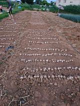 팜모닝 마늘·수확 게시글 이미지