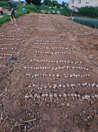 묽맑은 길 이영행님의 마늘 · 수확 작성글 사진
