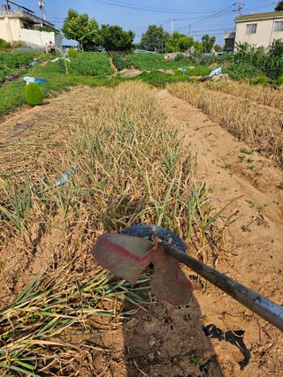 묽맑은 길 이영행님의 마늘 · 수확 작성글 사진