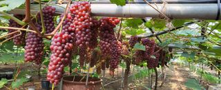 진잠농원님의 포도 · 자유게시판 작성글 사진