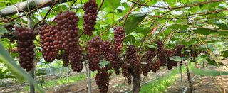 진잠농원님의 포도 · 자유게시판 작성글 사진