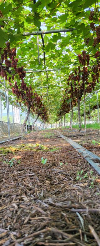 진잠농원님의 포도 · 자유게시판 작성글 사진