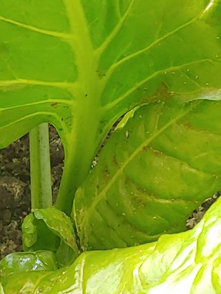 민석이뿐이야님의 기타작물 · 병해충상담 작성글 사진