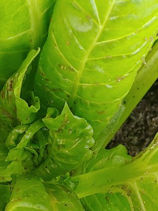 민석이뿐이야님의 기타작물 · 병해충상담 작성글 사진