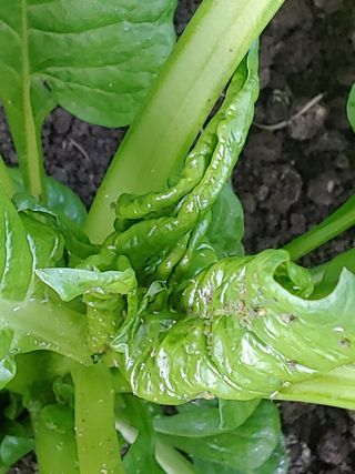 민석이뿐이야님의 기타작물 · 병해충상담 작성글 사진