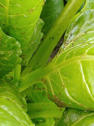 민석이뿐이야님의 기타작물 · 병해충상담 작성글 사진