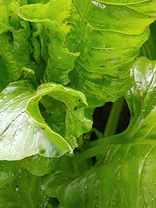 민석이뿐이야님의 기타작물 · 병해충상담 작성글 사진