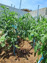 팜모닝 고추·일상 게시글 이미지