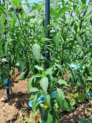 김기한님의 고추 · 일상 작성글 사진