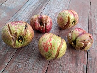 정순경님의 복숭아 · 병해충상담 작성글 사진