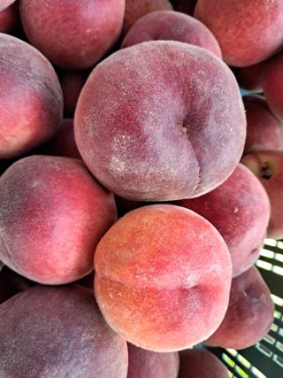 조명희님의 복숭아 · 자유게시판 작성글 사진