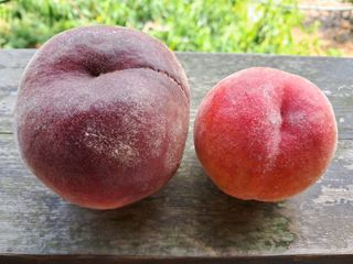 조명희님의 복숭아 · 자유게시판 작성글 사진