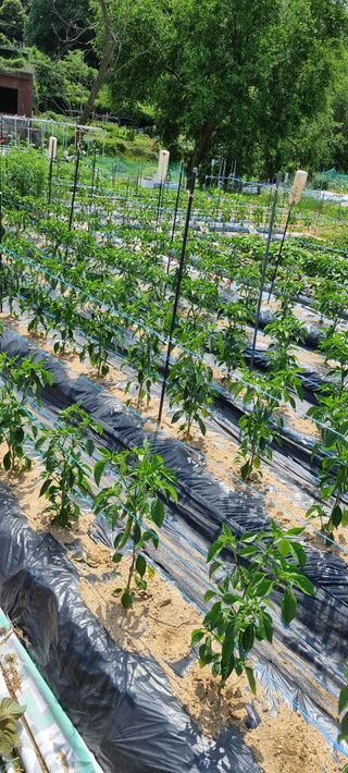 김프로님의 고추 · 일상 작성글 사진