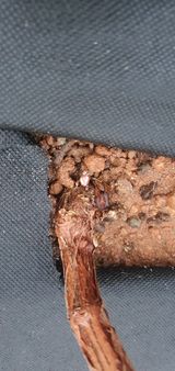 팜모닝 포도·병해충상담 게시글 이미지