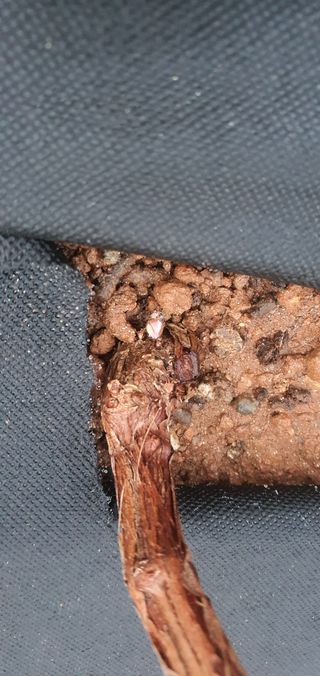 ♡ 예린농원 농장님의 포도 · 병해충상담 작성글 사진