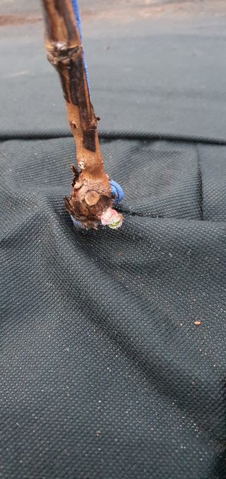 ♡ 예린농원 농장님의 포도 · 병해충상담 작성글 사진